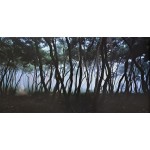 [153] 배병우