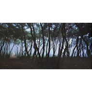 [153] 배병우