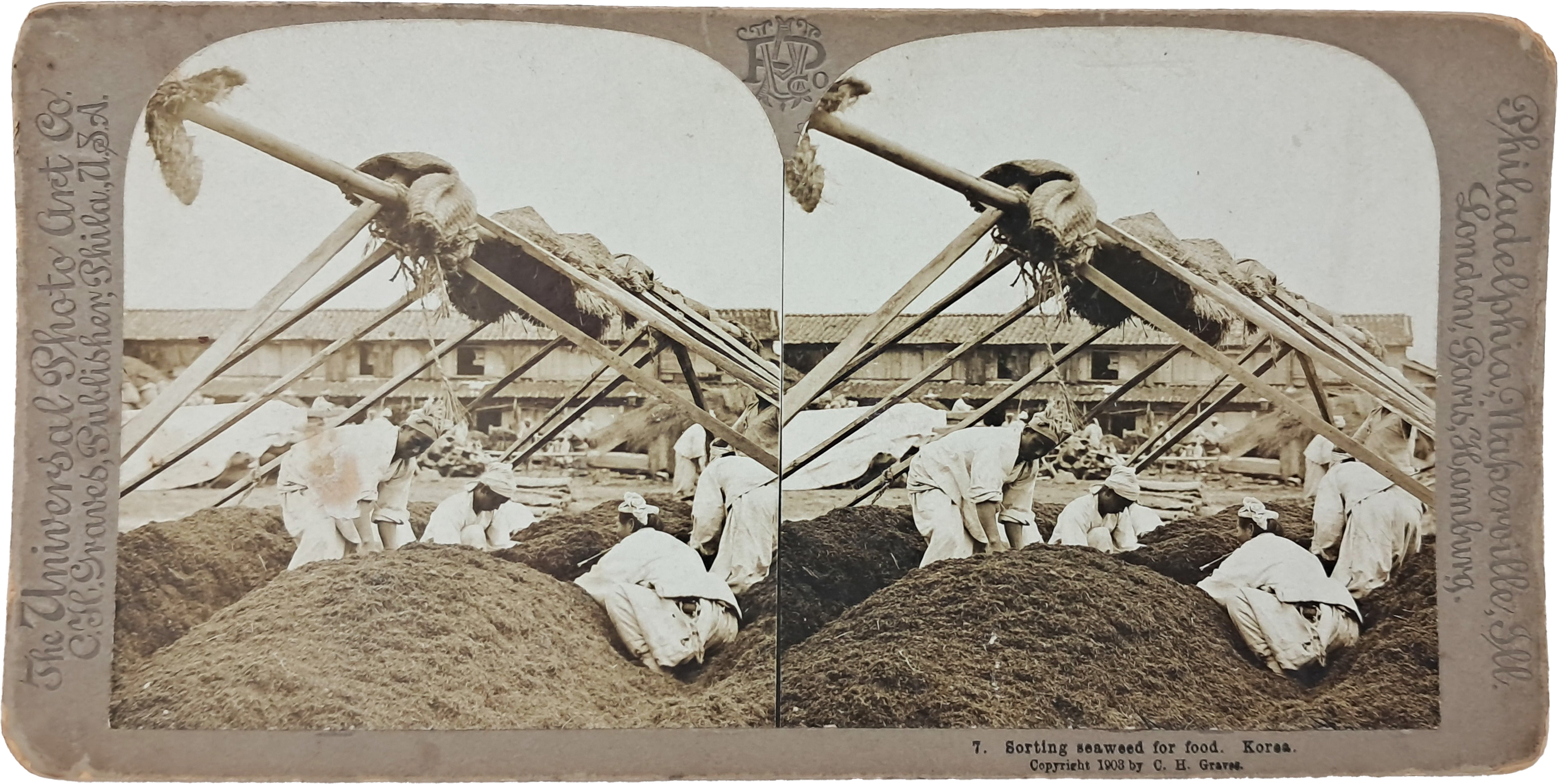 [12] 해조류 선별 작업 중인 사람들