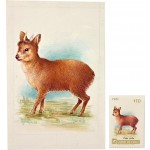 [182] 칠레 사슴우표 원도(原圖)