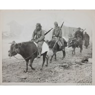 [41] 한국전쟁 중 소를 타고 이동하는 군인들 오리지널 사진