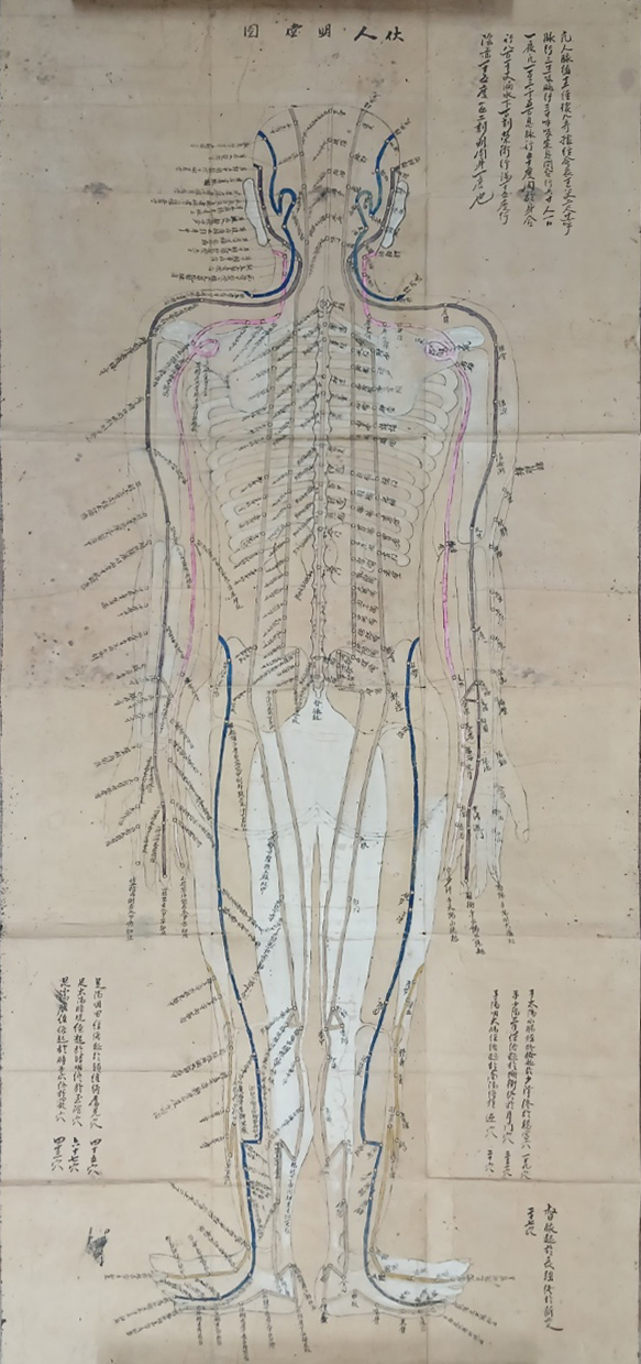 채색 인체경락도 [복인명당도 伏人明堂圖]