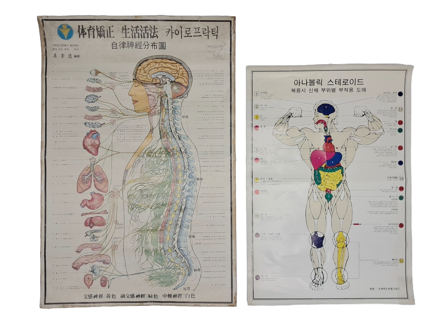 [238] [아나볼릭 스테로이드 부작용 도해] 및 [체육교정 생활활법 카이로프락틱] 2매 일괄