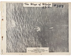 [42] 한국전쟁 중 고래와 잠수함 식별을 위한 [고래의 길 The Ways of Whales]